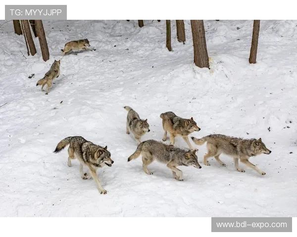 东北联与清奈因的较量揭示了足球战术与团队合作的重要性 东北联与清奈因的较量揭示了足球战术与团队合作的重要性